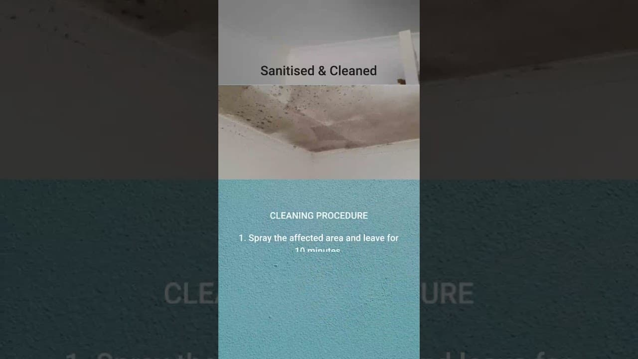 Mould Remediation Tips