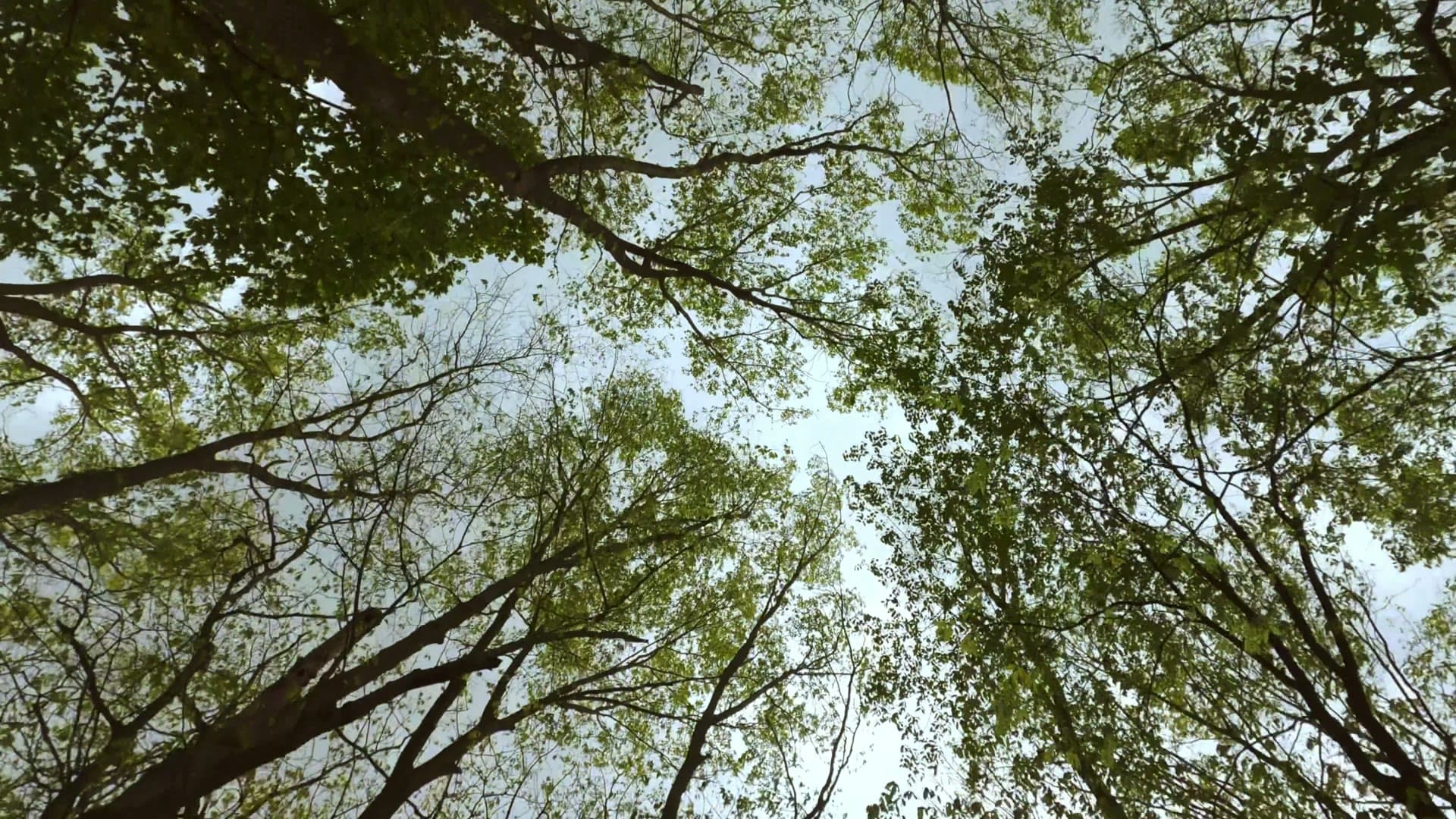 Pureairo mould remediation technician inspecting a property