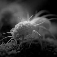 Dust Mite